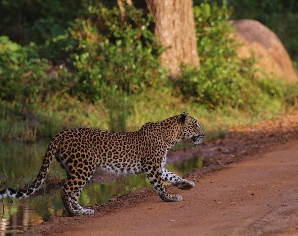 Wilpattu National Park