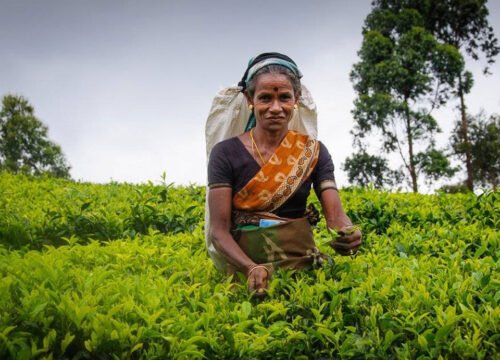 Ceylon Tea