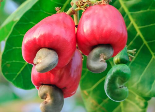 Fruits In Sri Lanka