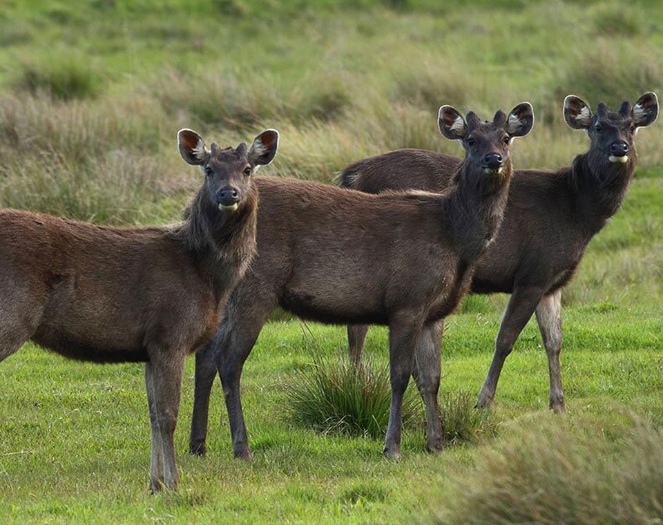 Horton Plains National Park