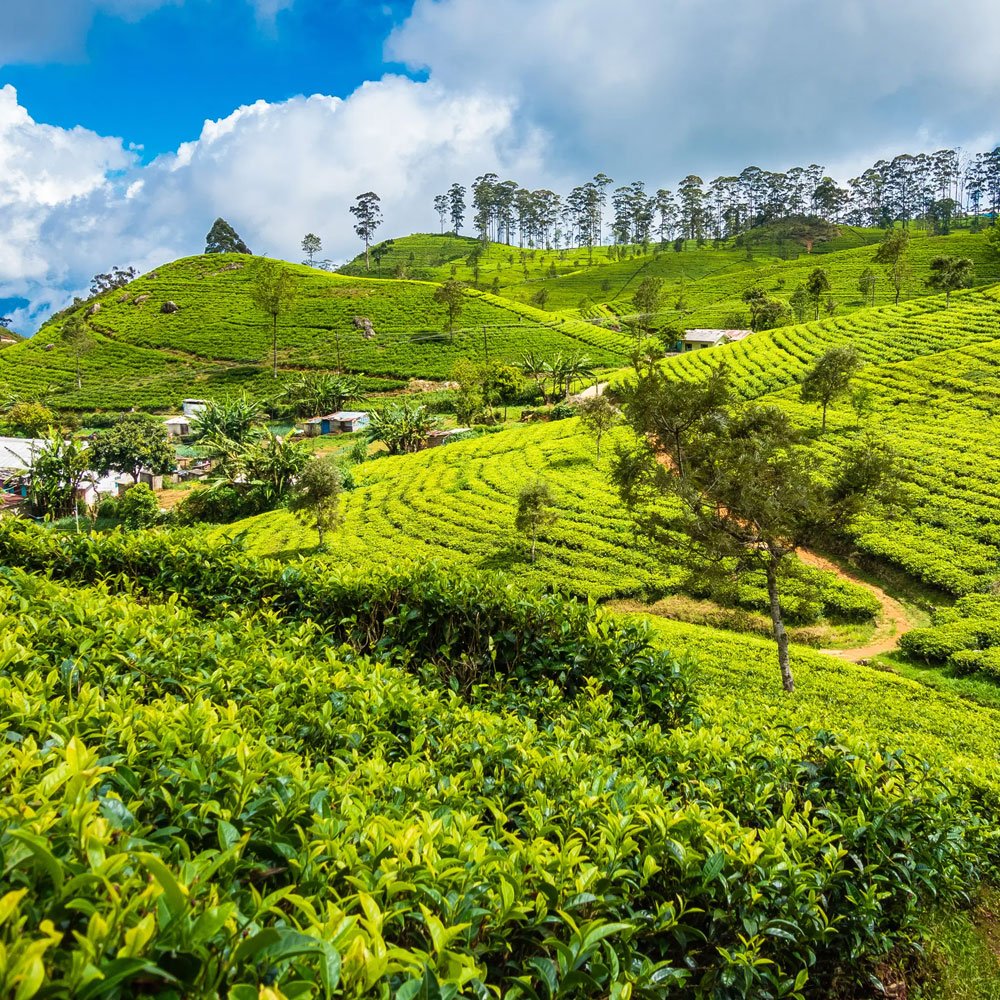 Haputale Tea Factory Trek