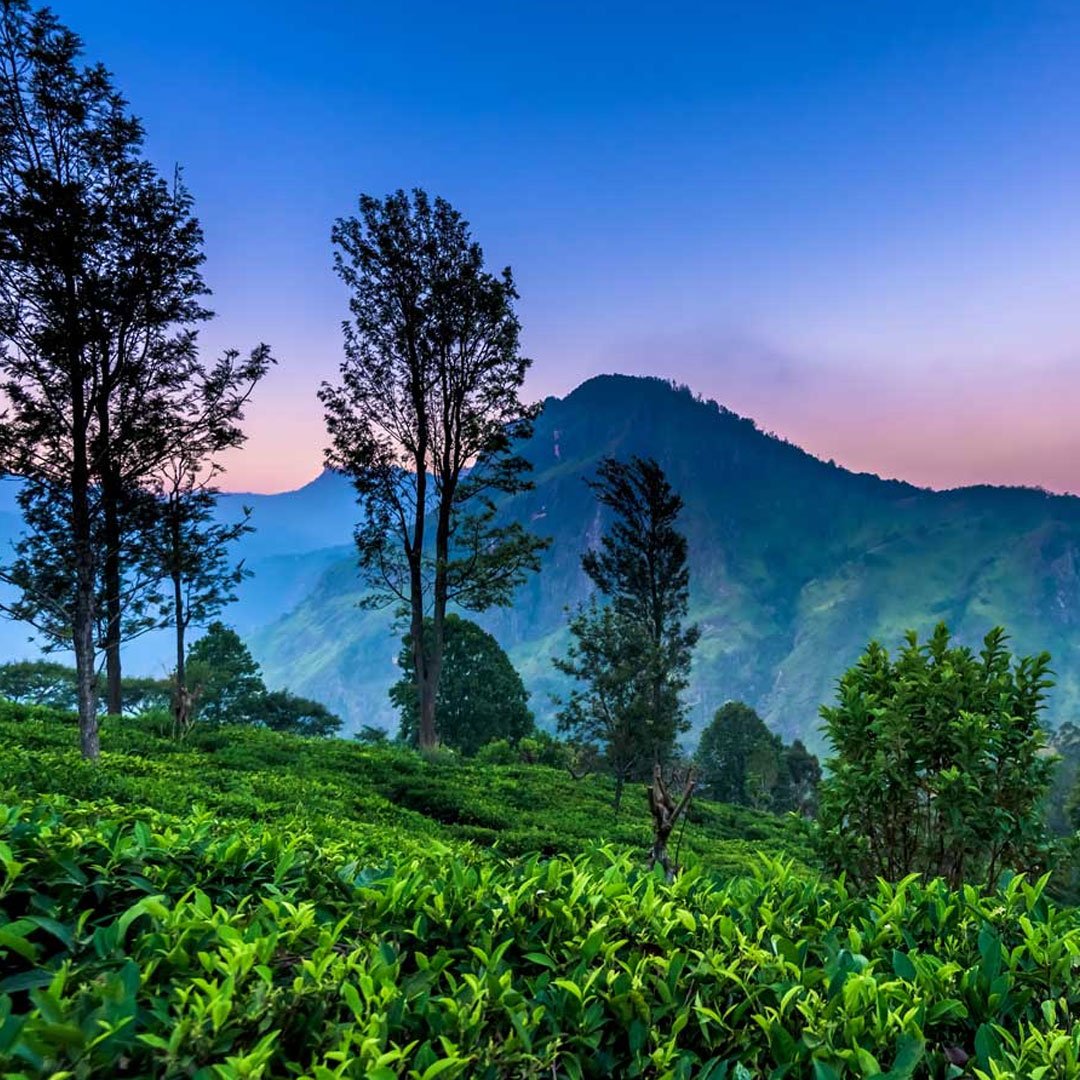 Nuwara Eliya